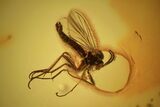 Fossil Fly (Diptera) In Baltic Amber - Great Amber Clarity #69309-2